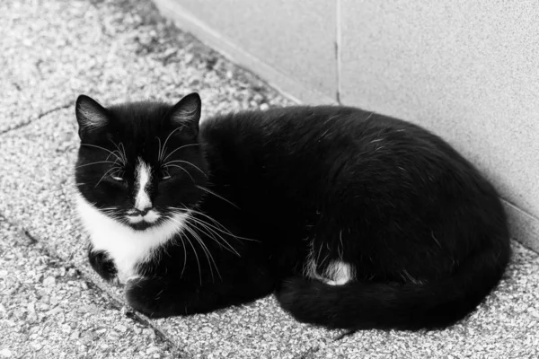 Gato Preto Com Colarinho Branco Está Deitado Rua Relógios Gato — Fotografia de Stock