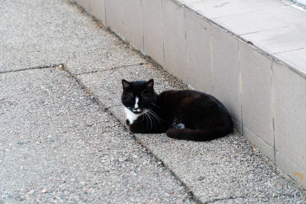 白い襟の黒猫が通りに横たわっている 猫は見ている — ストック写真