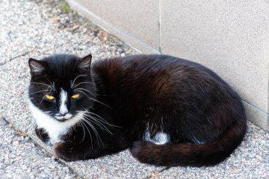 Beyaz yakalı siyah bir kedi sokakta yatıyor. Kedi saatler