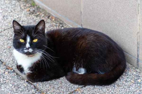 白い襟の黒猫が通りに横たわっている 猫は見ている — ストック写真