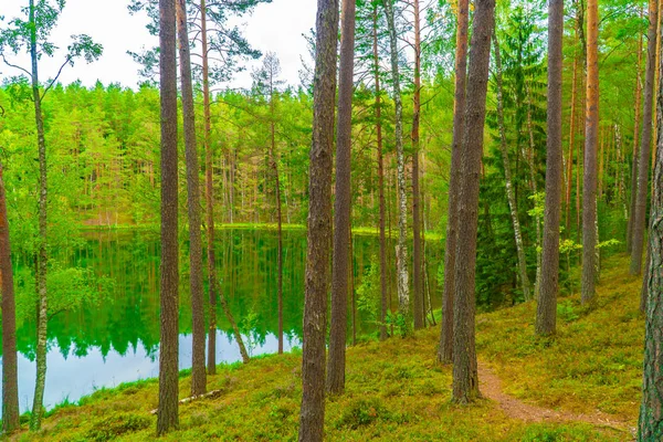 Teufelssee Geheimnisvoller See Inmitten Von Wald Wald Und Bäumen Spiegeln — Stockfoto