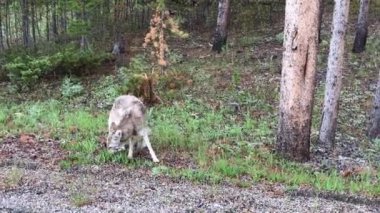 Vahşi hayvan, sarı taş Milli Parkı.