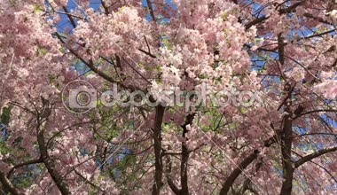 Güzel bahar çiçekleri, Cherry Blossom ağaç.