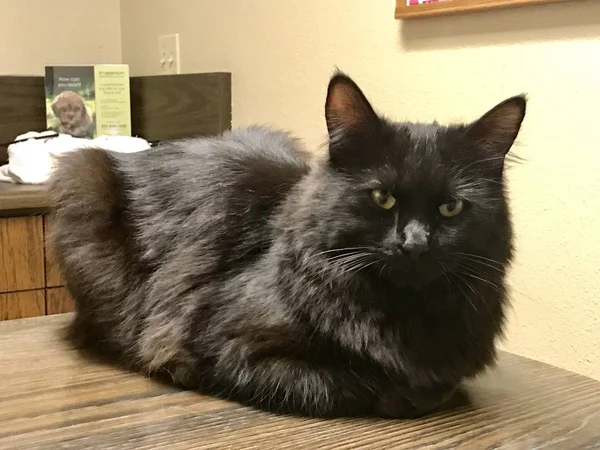 A black cat is sitting on the table inside the vet clinic.