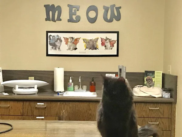 Черная Кошка Сидит Столе Ветеринарной Клинике — стоковое фото