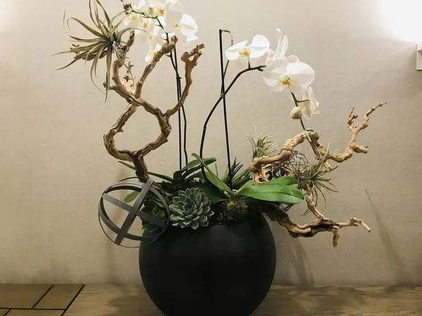 Växten Orkidé Potten Dekoration — Stockfoto
