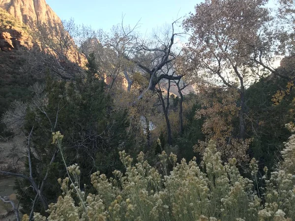 Mejor Lugar Para Visitar Parque Nacional Zion Utah — Foto de Stock