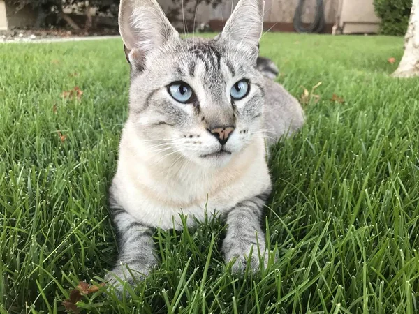 Кіт Таббі Сидить Траві — стокове фото
