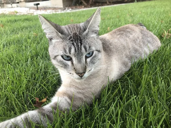 Tabby Cat Zit Het Gras — Stockfoto