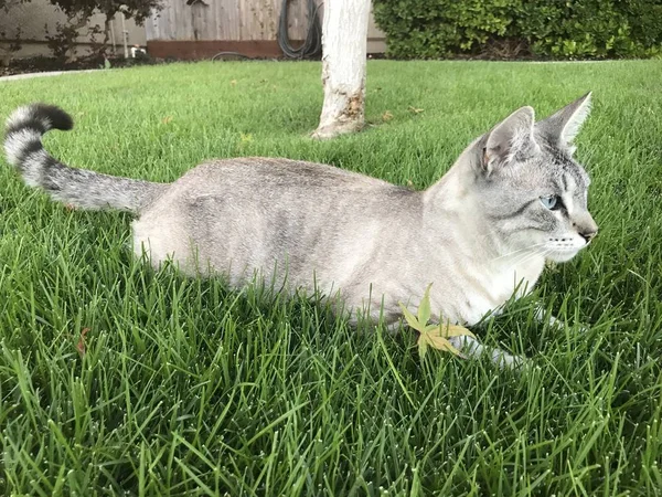 塔比猫坐在草地上 — 图库照片