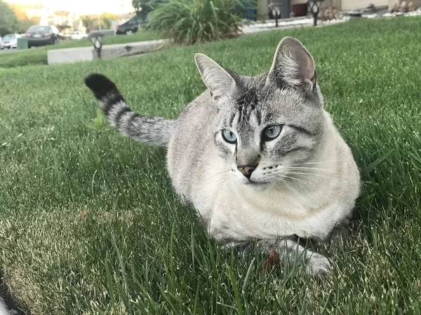 Tabby Katze Sitzt Gras — Stockfoto