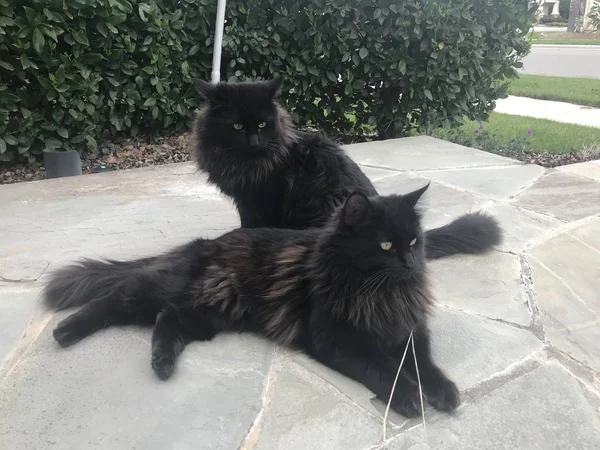 Dois Gatos Negros Ragdoll — Fotografia de Stock