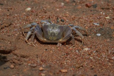Yengeç kumsalda, parlak güneşin altında oturuyor.