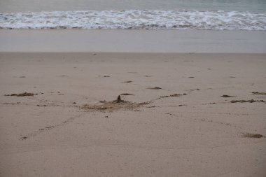 Okyanus kıyısındaki yengeç Sabah erkenden deliğin yanında saklanıyor