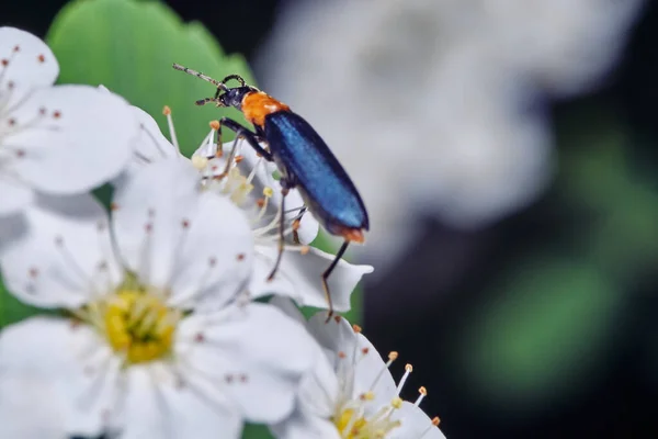 Cantharis Rustica Bug Rastejando Sobre Flores Brancas Spiraea Primavera — Fotografia de Stock