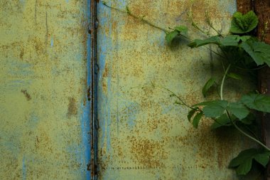 eski mavi paslı duvar 