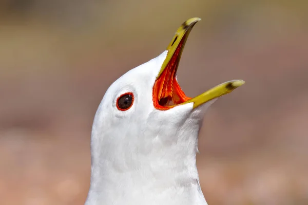 Primer Plano Gaviota Blanca Gritando Boca Abierta Muchos Dientes Afilados — Foto de Stock