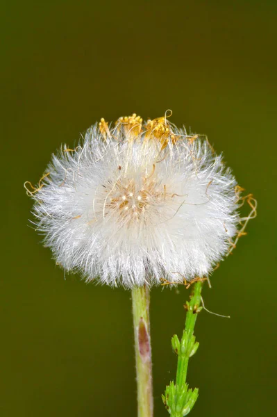 Dente Leone Che Cresce Semi Dopo Fioritura Chiudi Foto Morbido — Foto Stock