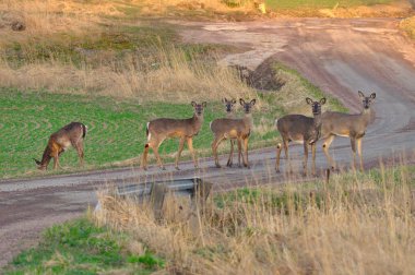 A few roe deers standing in the middle of the road. Five looking at the camera, one eating fresh grass. clipart