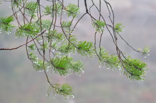 Pequeñas Ramas Perennes Que Llevan Gotas Agua Madrugada Después Noche — Foto de Stock