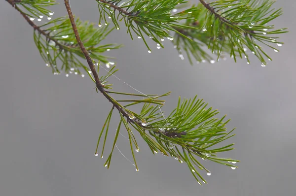 Vatten Droppar Grön Gren Vacker Morgon Dekorerad Med Lite Spindelnät — Stockfoto