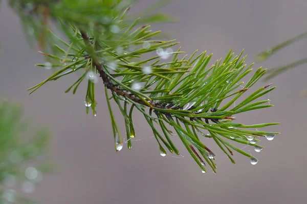 Een Groenblijvende Tak Vroege Ochtend Met Condensaatwater Druppels Gladde Wazige — Stockfoto