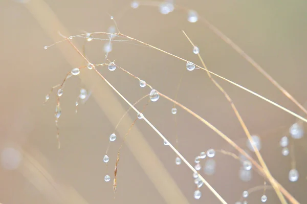 Water drops condensate on long dry grass on a cold foggy morning.