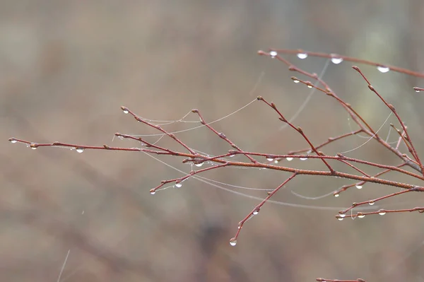 Wassertropfen Und Etwas Spinnennetz Auf Einem Ast Früh Morgen Nach — Stockfoto