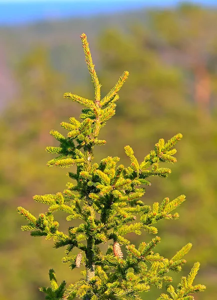 Een Top Van Groenblijvende Boom Met Wat Kegels Wazig Groene — Stockfoto