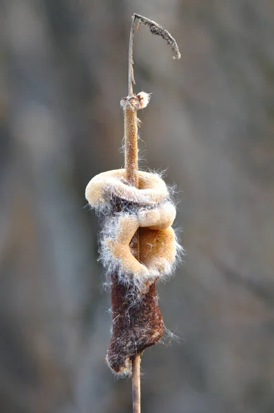 Vreemde Blik Van Typha Bulrush Cattail Bij Het Verspreiden Van — Stockfoto