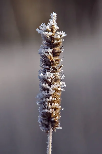 寒い秋の朝に冷凍干し草 暗い背景に隔離された暗い氷の干し草 — ストック写真