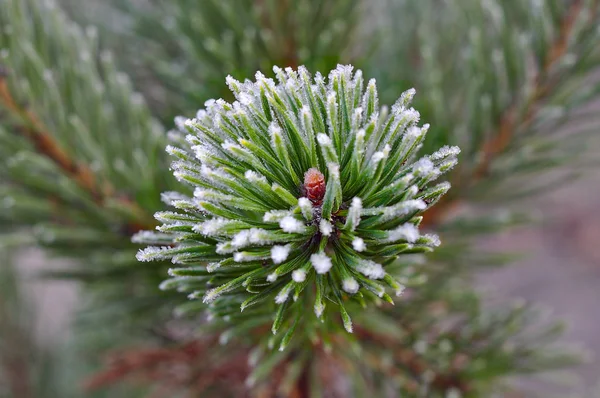 Bevroren Tak Van Een Jonge Groenblijvende Kerstboom — Stockfoto