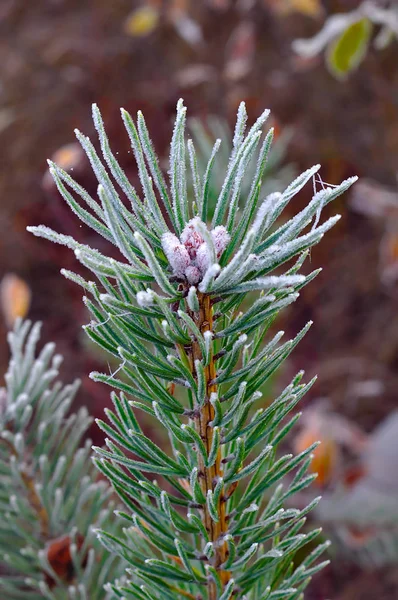 Der Winter Naht Grüne Pflanzen Und Bäume Färben Sich Nach — Stockfoto
