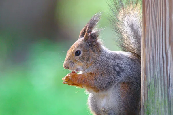 Closeup Cute Squirrel Fluffy Tail Enjoying Meal — Stock Photo, Image