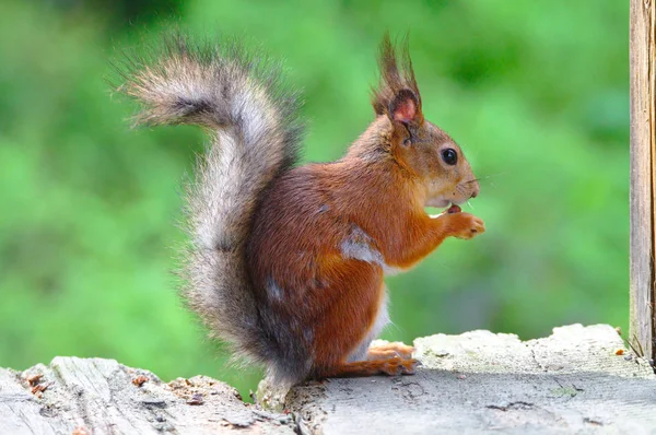 Lucky Squirrel Enjoying Meal Edge Terrace — Stock Photo, Image