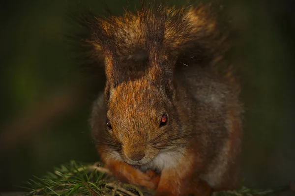 Primer Plano Una Linda Ardilla Peluda Con Ojos Rojos Sentados —  Fotos de Stock