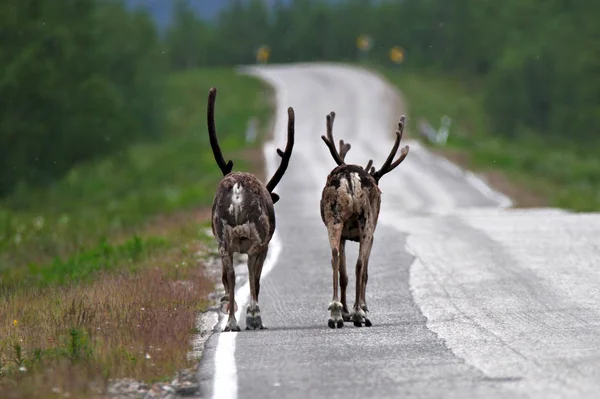 Duas Renas Papai Noel Andando Estrada Lapônia Finlandesa Imagem De Stock