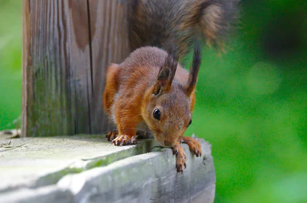 Junges Und Neugieriges Eichhörnchen Blickt Vom Terrassenrand Herunter lizenzfreie Stockfotos