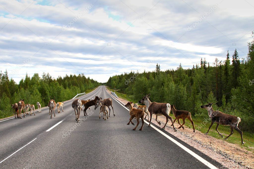 Fearless reindeer family walking and jumping around in the middle of the road in Lapland.