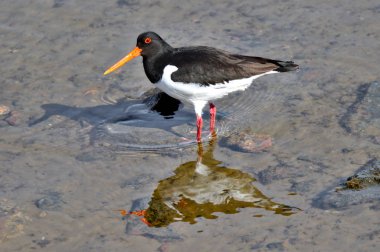 Avrasyalı istiridye avcısı düşük sularda yürüyüp yiyecek arıyor. Su yüzeyine yansıyan deniz kuşunun yakın fotoğrafı.