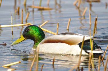 Suda yüzen bir erkek Mallard. Başında su damlalarıyla kaplı yeşil tüy..