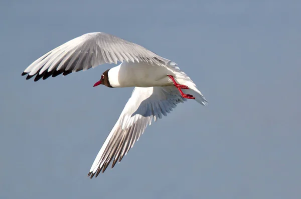 Freeze frame of bird in flight. Black headed gull with red feet, red eye and red beak flying. Bird\'s wings spread, shadow of a head visible on the wing.