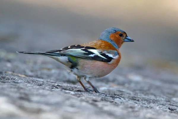 Pássaro Pequeno Colorido Com Cabeça Azul Corpo Vermelho Asas Pretas — Fotografia de Stock