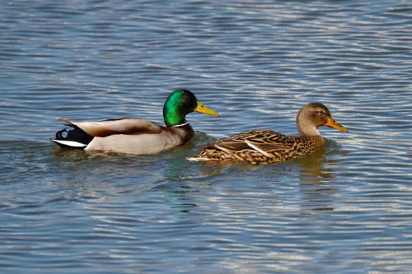 Male and female duck swimming in clean water. Sunny weather and blue water surface.