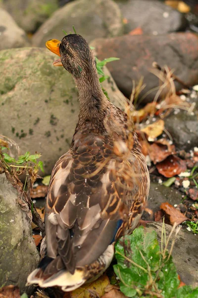 Mallard on dry ground with mouth open. Waiting for bird feeders to give her some bread.