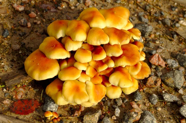 Bunte Pilze Die Einer Gruppe Zusammenwachsen — Stockfoto