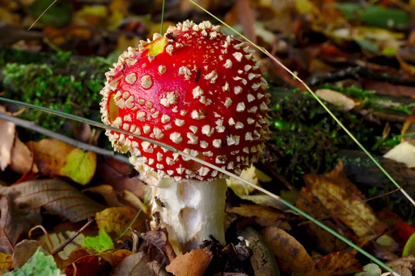 Aranyos Piros Légy Agaric Várja Hogy Felvette Erdőben Egyik Mérgező — Stock Fotó