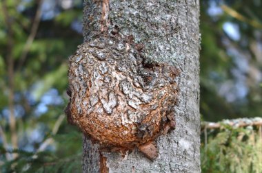 Ağaçta garip şekilli bir ölüm.