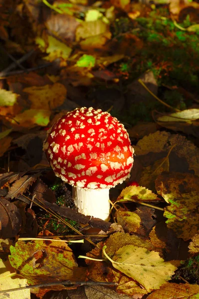 Élénk Vörös Légy Agaric Erdőben Betegséget Vagy Akár Halált Okozhat — Stock Fotó