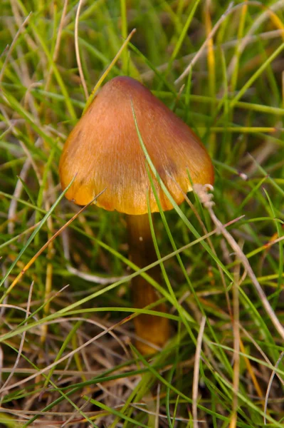 Cogumelo Chapéu Forma Triângulo Marrom Crescendo Grama Durante Temporada Cogumelos — Fotografia de Stock